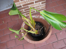 bear chewed bird of paradise